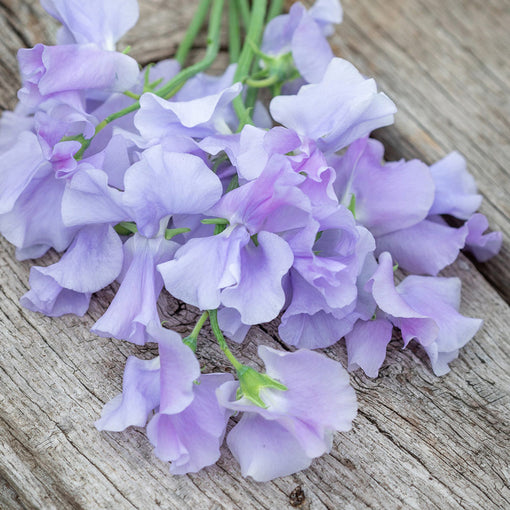 Lavender Purple Sweet Pea Flowers