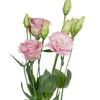Symbolism & fun facts about Lisianthus
