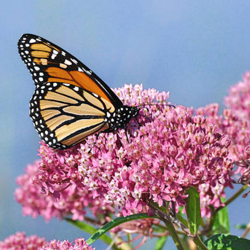 Milkweed Plant Flower Gardening Tips UK LOV Flowers