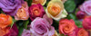 Symbolism and Colour Meanings of Roses Colours