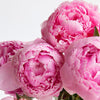 Letterbox Flowers Same Day UK Free Next Pink Peonies  Peony Facts
