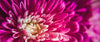 Pink and White Chrysanthemum Flowers - LOV Flowers