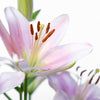Pink lily lilies - LOV Flowers