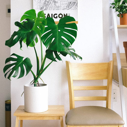 Best Air Purifying Plants Top Indoor Houseplants Tropical