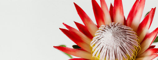 Red Protea Flower