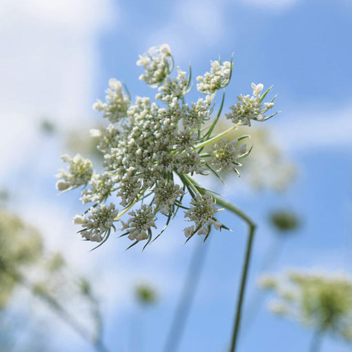 Queen Anne's Lace Ammi Majus Wildflowers 