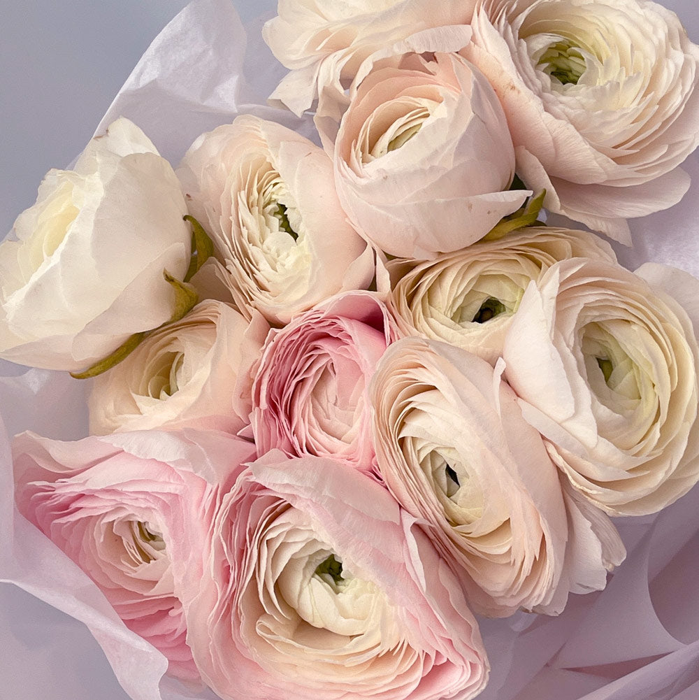Runculi Roses Ranunculus Flower Guide | LOV Flowers – LÖV Flowers