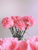Carnations in Colour: Beautiful Stems for Every Mood