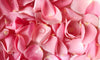 Pink Rose Petals Symbolise Love