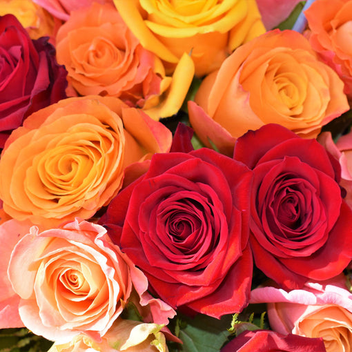 Symbolism and colour meanings of roses