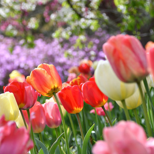 Spring flowers