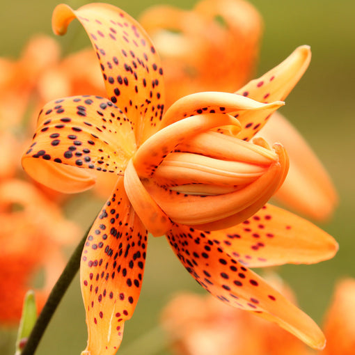 Tiger Lily Flower - LOV Flowers