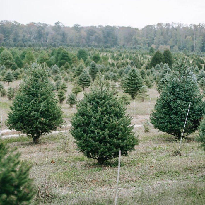 How To Make Your Christmas Tree Last Longer LÖV Flowers
