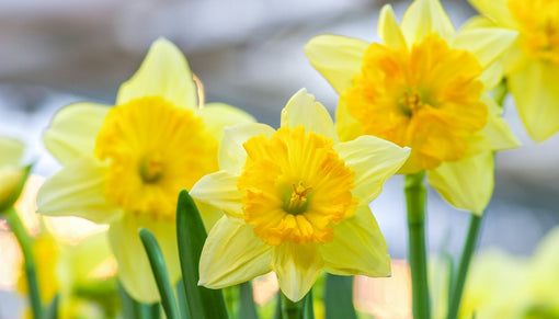 Daffodils meanings and symbolism flower facts