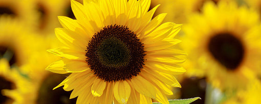 Sunflower Facts Sunflowers Info Plant Grow UK 