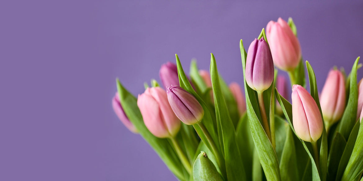 British Tulips