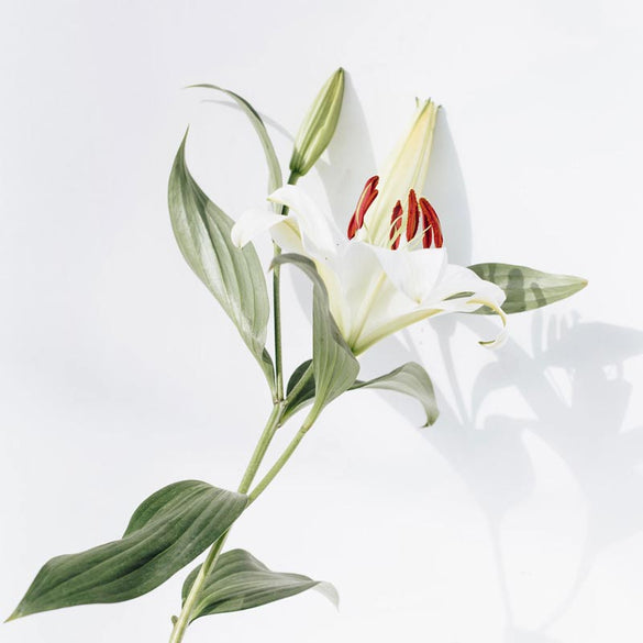 White lily sympathy flowers by LOV Flowers