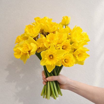 Daffodils