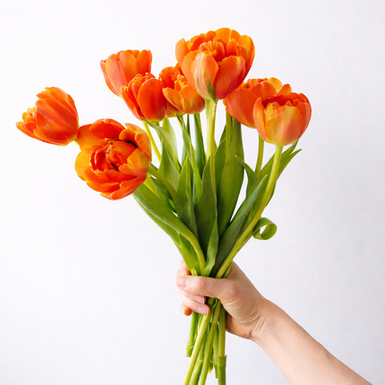 Double Orange Icoon Tulips
