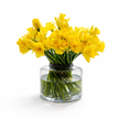 Daffodils