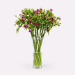 Alstroemeria - Purple