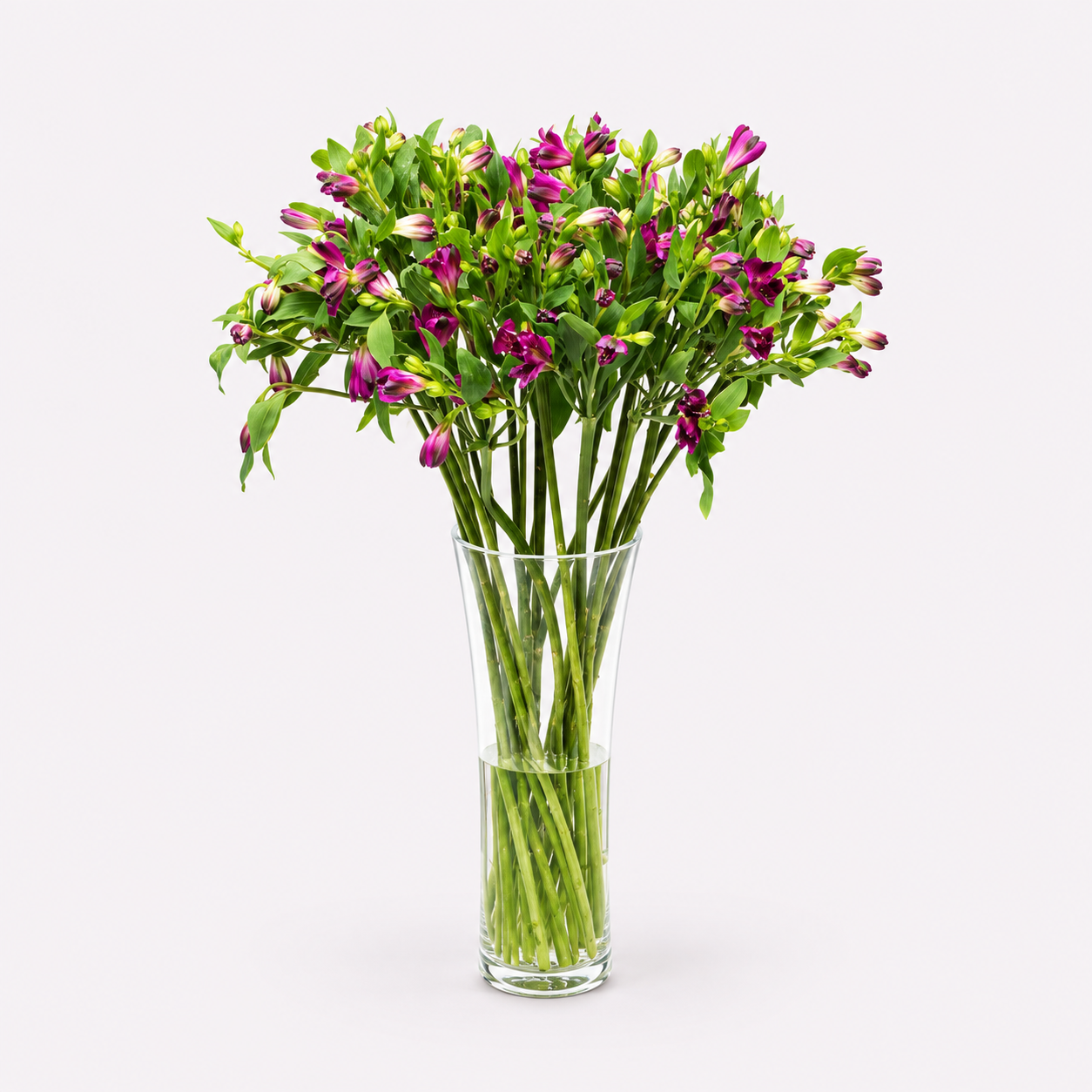 Alstroemeria - Purple