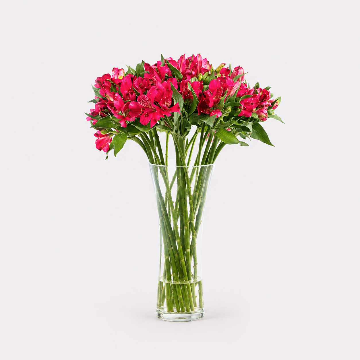Alstroemeria - Red