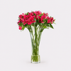 Alstroemeria - Red