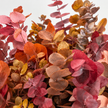 Autumn Mix Preserved Eucalyptus