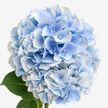 Baby Blue Hydrangea Flowers