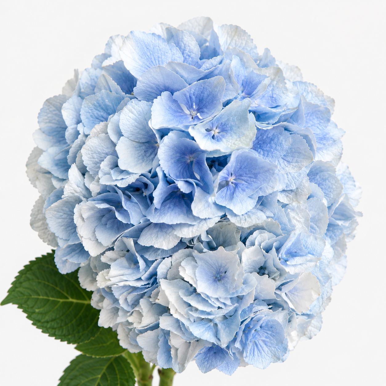 Baby Blue Hydrangea Flowers