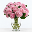 Baby Pink Hydrangea Flowers