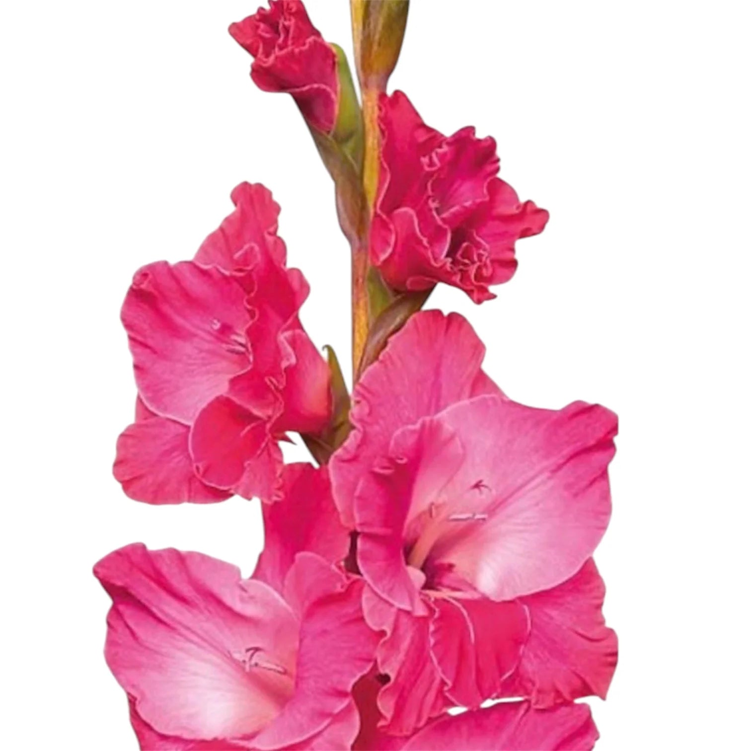 Mid Pink Gladioli – British Grown | 75cm
