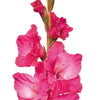 Mid Pink Gladioli – British Grown | 75cm