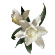 UK Grown Pollen-Free White Rose Lily ‘Delemara’
