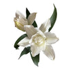 UK Grown Pollen-Free White Rose Lily ‘Delemara’