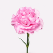 The Carnation Posy