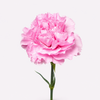 The Carnation Posy