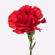 Carnations - Red