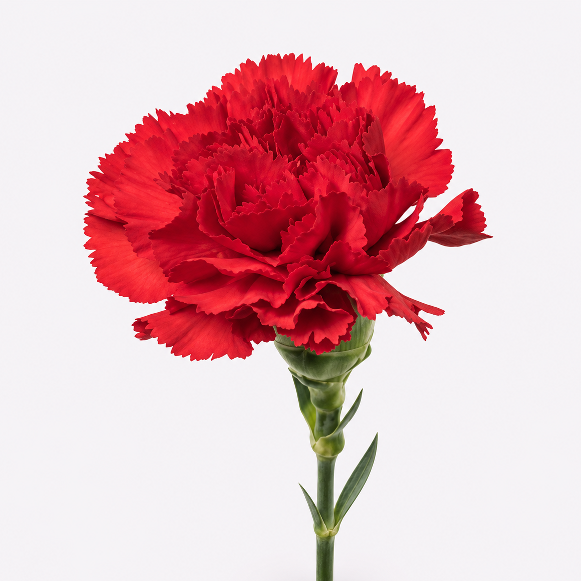 Carnations - Red