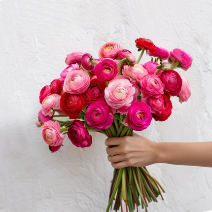 A bouquet of British grown, bright coloured Ranunculus in beautiful shades like hot pink, cerise, red and soft pink. 