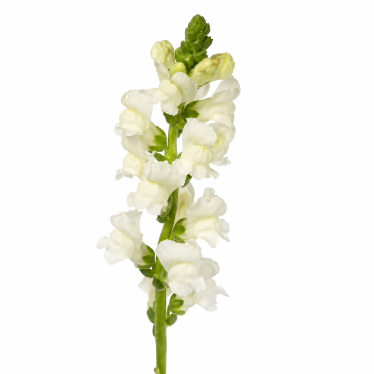 British White Snapdragon Flowers