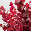 Red Preserved Eucalyptus Bunch