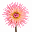 Dahlia ‘Preference’ – Apricot Peach