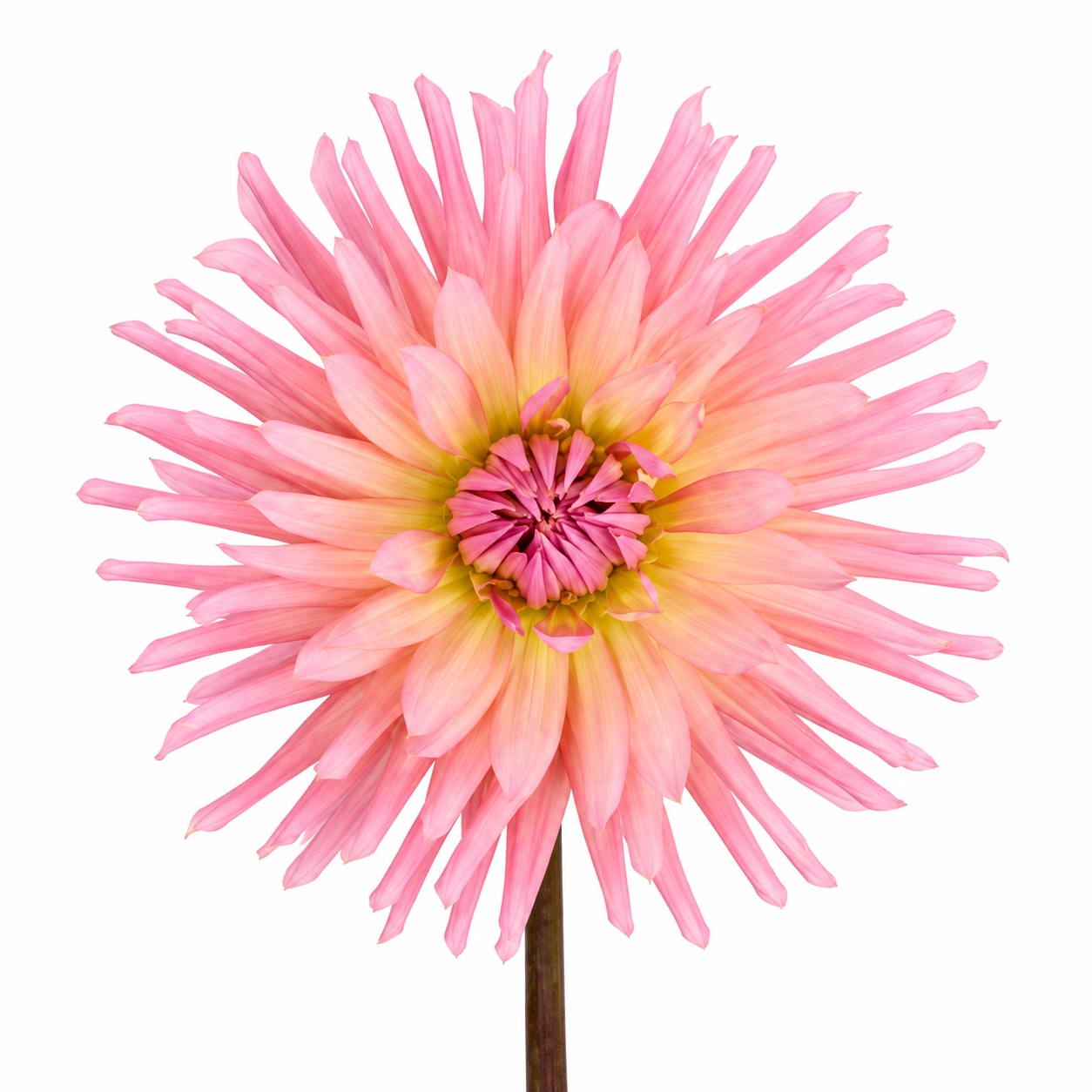Dahlia ‘Preference’ – Apricot Peach