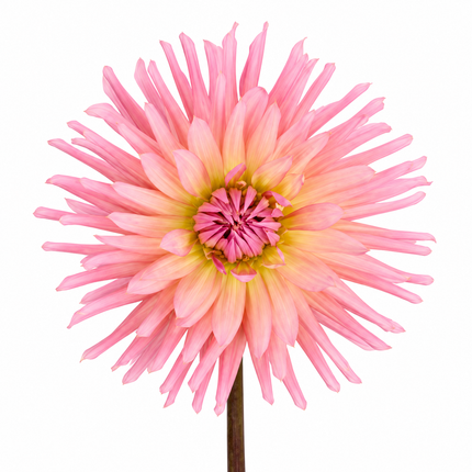 Dahlia ‘Preference’ – Apricot Peach