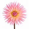 Dahlia ‘Preference’ – Apricot Peach