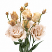 Autumn Lisianthus