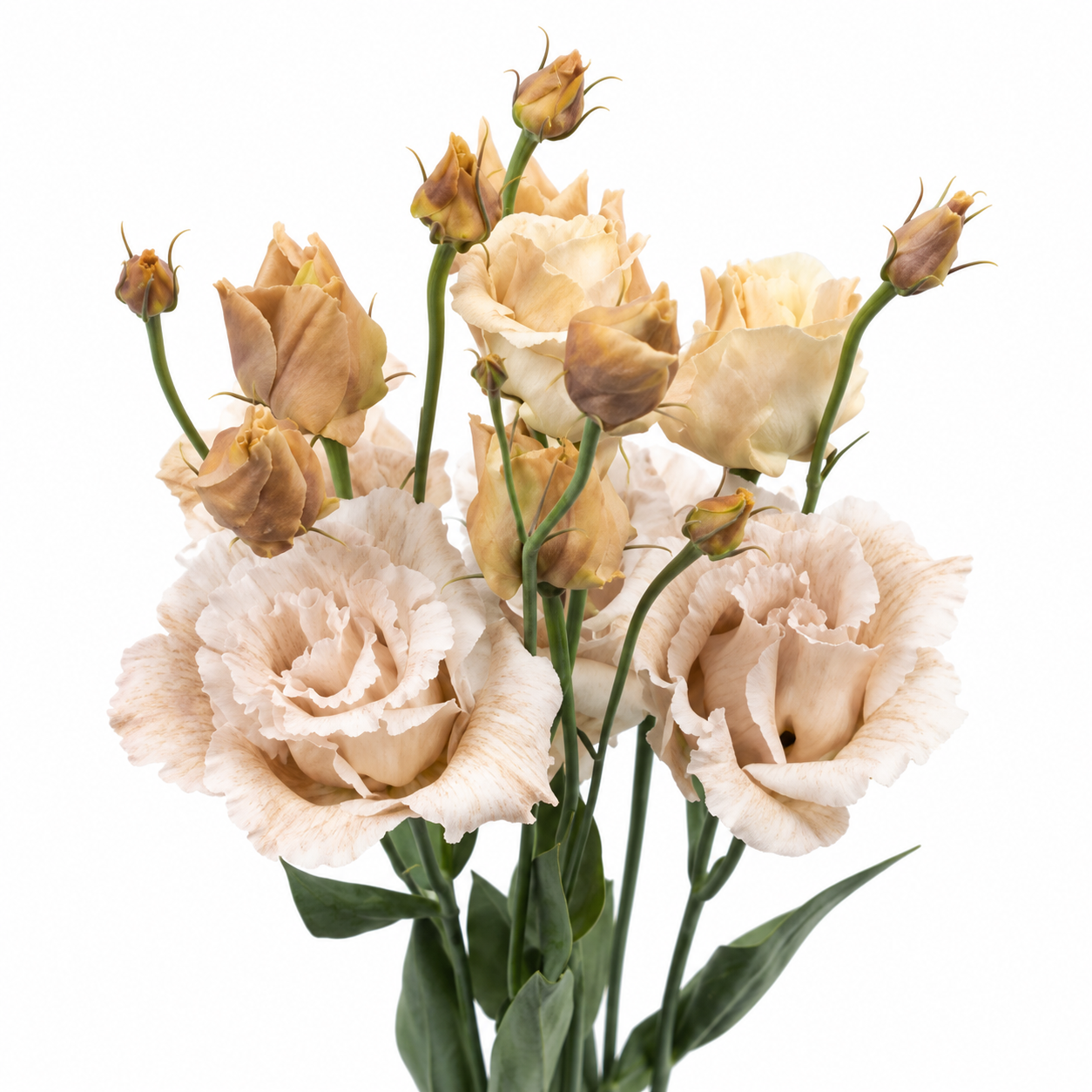 Autumn Lisianthus