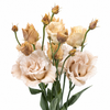 Autumn Lisianthus